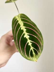 Red Vein Maranta - Rooted Cutting