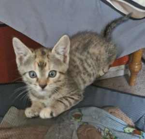 1 x Female Kitten, Cuddly and playful 