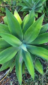 Healthy beautiful Agave plants plant sale 
