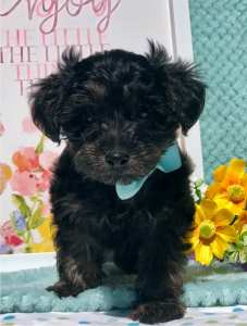 ⭐️ Yorkshire Terrier x Toy Poodle Ready Now ⭐️
