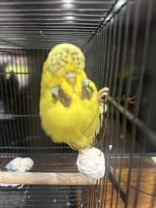 Club rung show budgie for sale