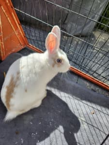rabbit for sale x 2 with essential 