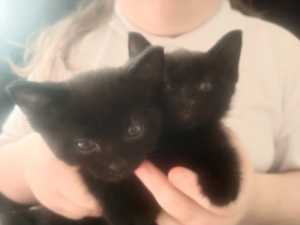 Beautiful black fluffy kittens 