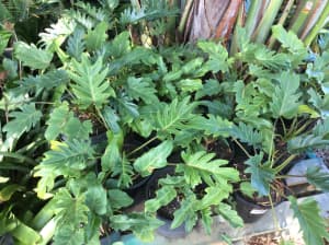 Philodendron Xanadu, healthy plants in 20cm pots