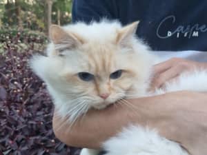 ENTIRE PEDIGREE PAPERED Adult Ragdoll Male