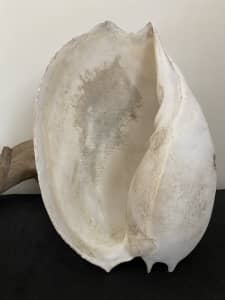 Large Vintage Natural Baler Sea Shell