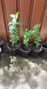 Organic and Healthy Apricot plant growing from seed in 200mm pot 