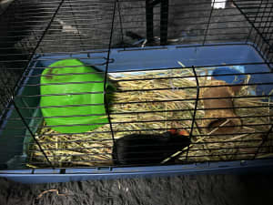 Two male Guinea pigs