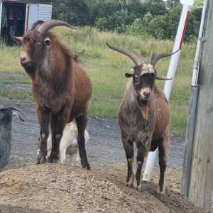 large buck goats 