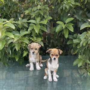 Multese-Shitzu/Chihuahua Puppies