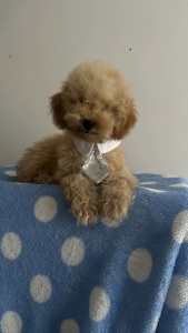 Poodle puppies purebred last pup