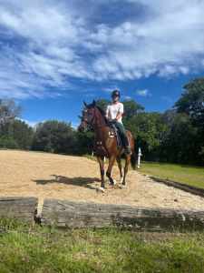 Eventing/ hack prospect for sale or lease 