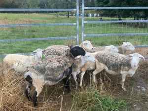 Sheep - Dorper Maiden Ewes