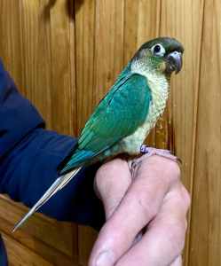 HAND RAISED BABY SUN CONURES AND TURQUOISE CONURES FROM $250