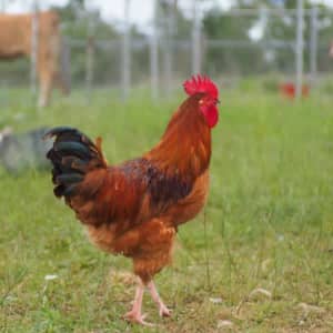 Full Grown Roosters - 7 months old