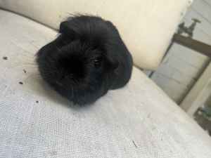 2 Beautiful Female Guinea Pigs looking for a new home