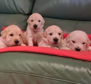 Golden Retriever Pups Pure Bred | Dogs & Puppies | Gumtree Australia  Alexandrina Area - Goolwa | 1293182040