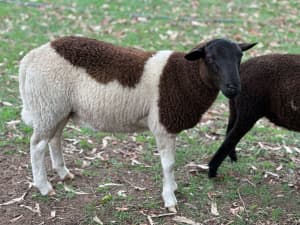 DORPER RAMS - 2 AVAILABLE