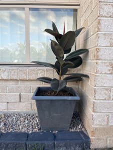 Rubber plant 50cm tall