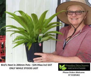 Staghorns Elkhorns Bird's Nest & Elephant Ears Plants 200mm Pots Mudgeeraba Gold Coast South Preview