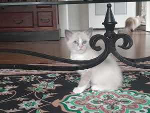 Ragdoll kittens Boy ready now to be homed