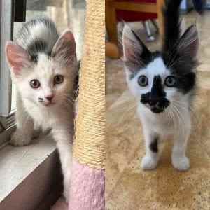 Kenzie & Lochie- Perth Animal Rescue inc vet work cat/kitten