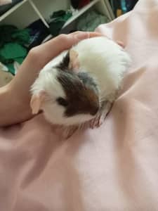 BABY GUINEA PIGS FOR SALE