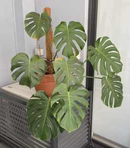 Large Monstera Plant in 34 cm Terracotta Pot