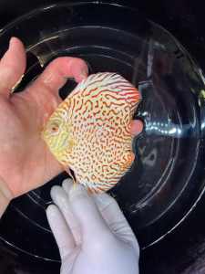 💫Albino Corydoras 3.5-5.5cm-Striking Albino Colouring🌈✨Peaceful fish