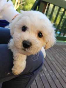 Dad/Mum Pedigree Registered & DNA cleared pure white Bichon Frise Pups