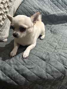 Chihuahua smooth coat 4yrs