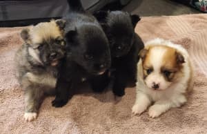 Pomeranian puppies pure bred 8 weeks ready to go 