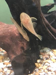 Albino Bristlenose Fish