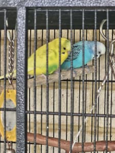 3 budgies with Cage and everything inside 