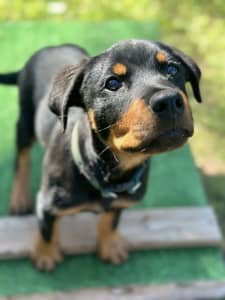 Pedigree Male Rottweiler puppy with training started.
