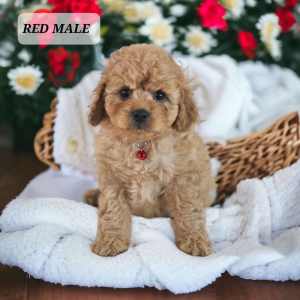 Cute Toy Cavoodle Puppies