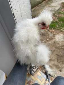 Young Silkie Roosters