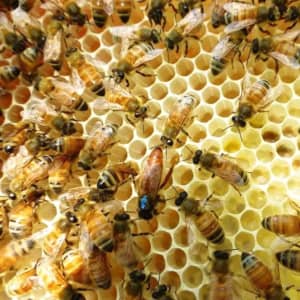 Nuc Bee Colony- suit Flow Hive OR Langstroth