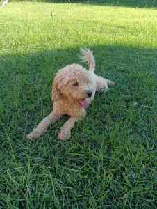 Toy poodle female adult