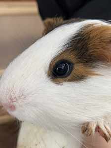 2 male guinea pigs ready to go care adds