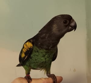 Myers parrot handraised male baby