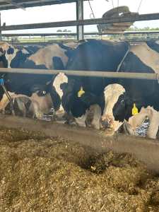 Farm work available on high production dairy farm