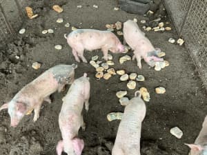 Pigs - berkshire and cross bred piglets