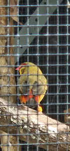 Finches for sale 