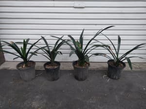 Clivia potted or unpotted ($8) producing orange flowers 