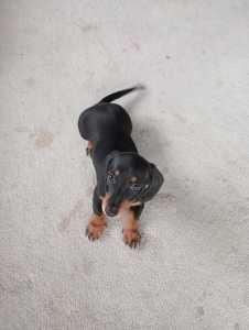 Miniature dachshund puppy