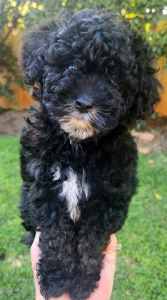 Cute and Little Toy Poodle Puppies 