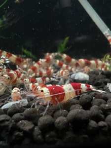 CRS (Crystal Red Shrimp)