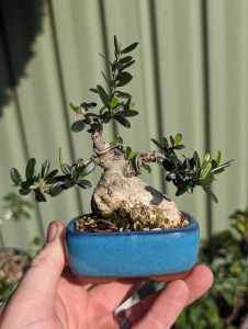 Small olive bonsai