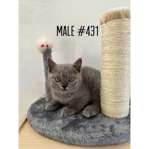 British Shorthair Kittens For sale